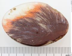 Foto von Quarz (Chalcedon, Achat) (NHMW-MIN-Ab5817)